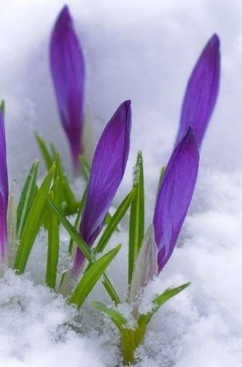 Где-то под снегом уже тихонько дышит весна. 01