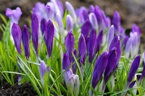 Где-то под снегом уже тихонько дышит весна.