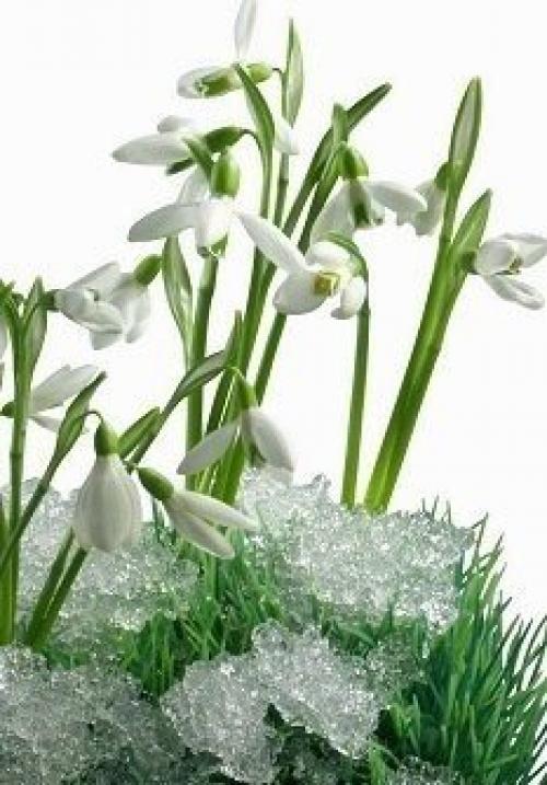 Где-то под снегом уже тихонько дышит весна. 02