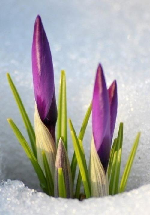 Где-то под снегом уже тихонько дышит весна. 05