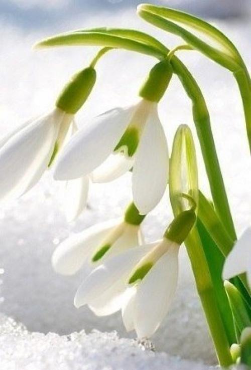 Где-то под снегом уже тихонько дышит весна. 04