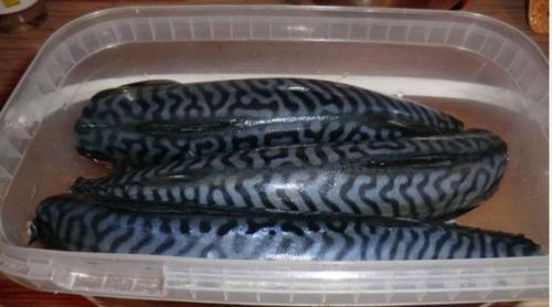 Скумбрия пряного посола - это восхитительно! 01 Скумбрия пряного посола - это восхитительно! 01