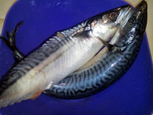 Как безопасно засолить скумбрию. Как засолить скумбрию: классический посол.