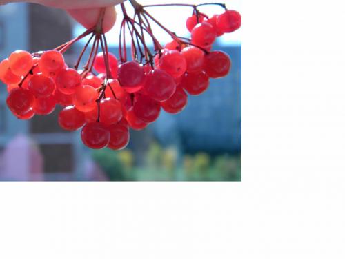 Калина с сахаром в блендере. Калина протертая с сахаром. Мой фирменный рецепт.