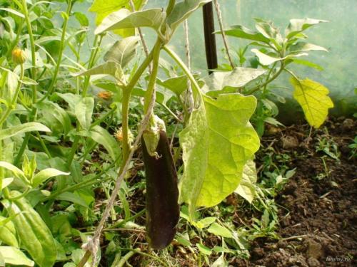 Баклажаны в сметане в духовке. Баклажаны в сметане