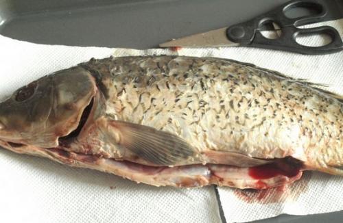 Запеченный карп в духовке с овощами. Рецепт карпа в духовке с овощами: как приготовить рыбу целиком или порционно?