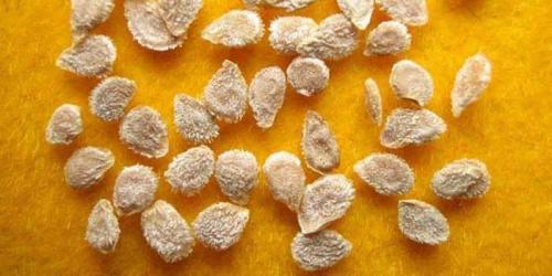 Технология выращивания помидоров в теплице из поликарбоната. Как вырастить помидоры в теплице из поликарбоната