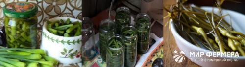 Как замариновать стрелки чеснока в домашних условиях простой рецепт. Маринованные стрелки чеснока