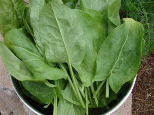 Щавель можно ли его заморозить на зиму. Как заморозить щавель на зиму, можно ли в морозилке, заготовка