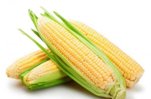 Кукуруза после заморозки. Как правильно замораживать кукурузу на зиму