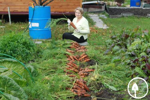 Когда сажать озимую морковь. Преимущества и недостатки озимого посева