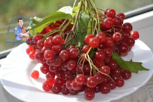 Калина протертая с сахаром на зиму без косточек. Калина протертая с сахаром на зиму — рецепт проверенный годами