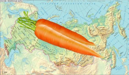 Когда сажать морковь в 2019 году. Когда сажать морковь семенами в открытый грунт