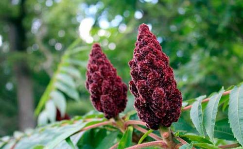 Из чего делают приправу сумах и для каких блюд используют