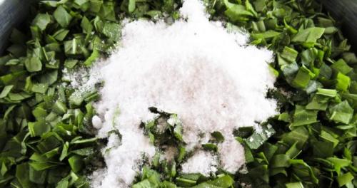 Щавель на зиму с уксусом. Щавель на зиму — запасаемся витаминами