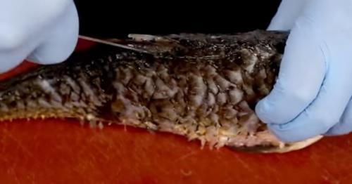 Карп в духовке со сметаной. Карп запеченный в сметане в духовке рецепт