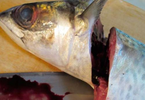 Посолить скумбрию вкусно и быстро без рассола. Как засолить скумбрию без рассола