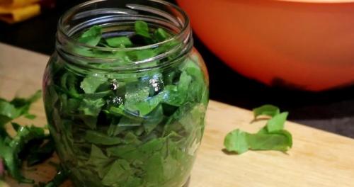 Щавель на зиму с уксусом. Щавель на зиму — запасаемся витаминами