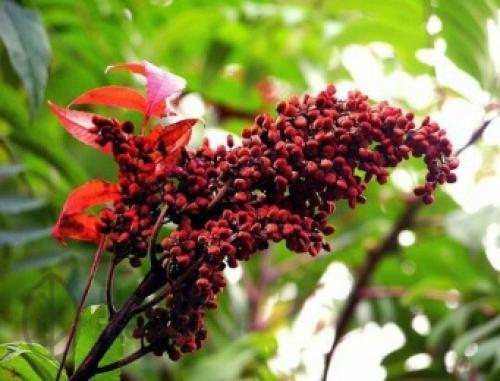 Сумах приправа применение в медицине. Сумах дубильный (Rhus coriaria L.)