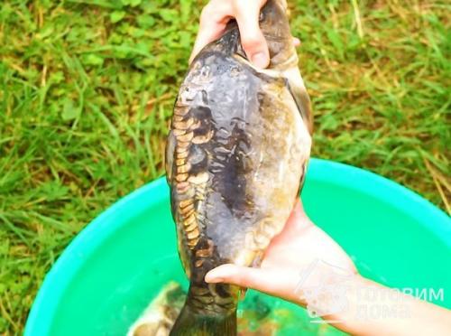 Карп в духовке с лимоном. Карп запеченный с лимоном, луком и зеленью