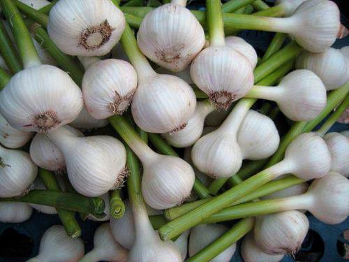 Рецепт как мариновать чеснок в домашних условиях