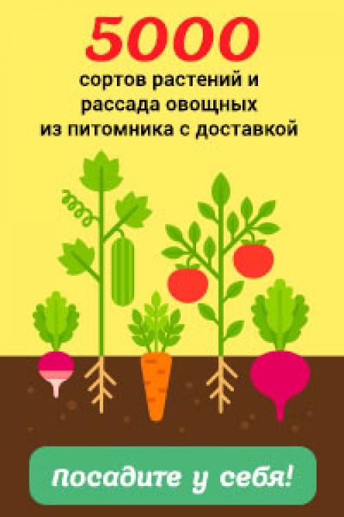 Рулетики из свинины с черносливом и орехами в духовке. Рулет закусочный из свинины с орехами и черносливом