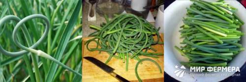 Маринование стрелок чеснока в домашних условиях рецепт. Маринованные стрелки чеснока