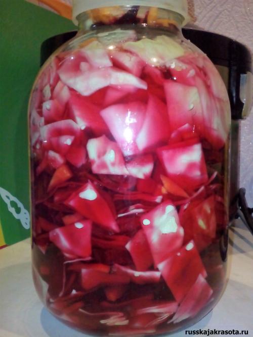 Как приготовить маринованную капусту со свеклой и чесноком. Маринованная капуста со свеклой «Пелюстка» быстрого приготовления.