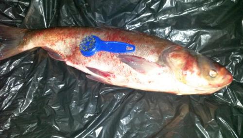 Толстолобик в духовке в рукаве. Сообщества › Вкусно жрать › Блог › Толстолобик в соево-горчичном соусе, запеченный в рукаве