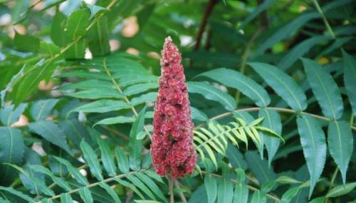 Сумах специя это. Описание и состав