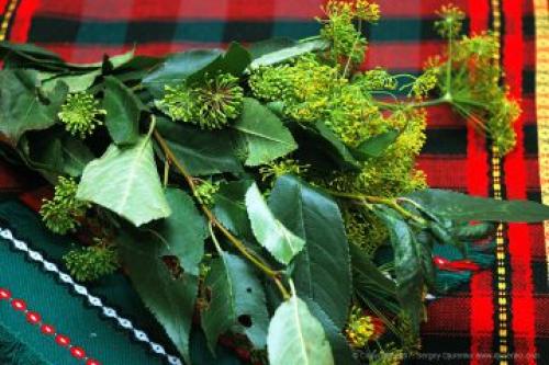 Квашеные помидоры в ведре. Ингредиенты (2 3-х литровые банки)