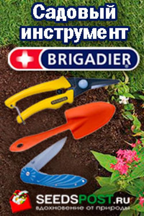 Свиные рулетики с черносливом и грецким орехом. Рулет закусочный из свинины с орехами и черносливом