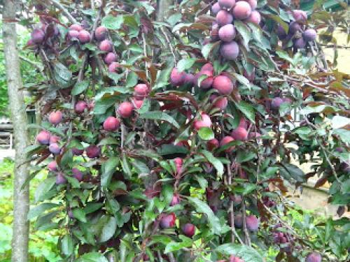 Варенье из желтых слив с желатином. Эксперимент - сливовое варенье с желатином