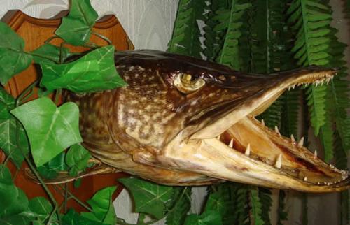 Щучья голова чучело. Делаем чучело из головы трофейной щуки