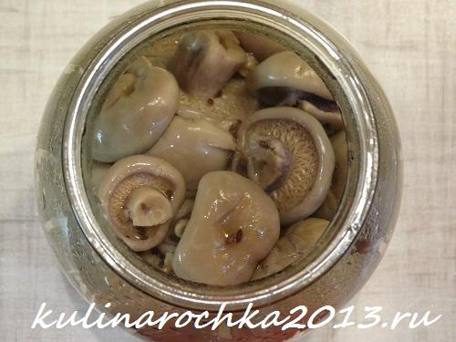 Гриб рядовка маринование. Как приготовить маринованные рядовки: