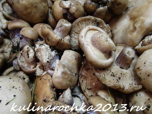 Гриб рядовка маринование. Как приготовить маринованные рядовки: