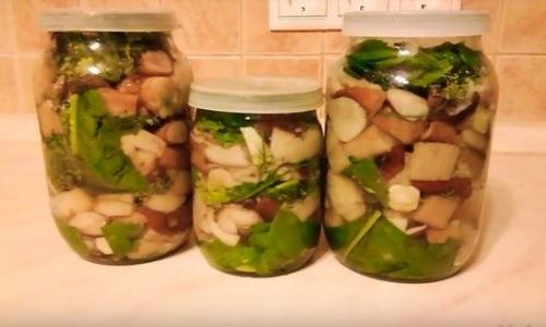 Консервируем белые грибы. Маринованные белые грибы с зеленью — рецепт в банках