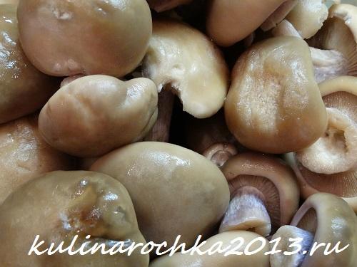 Гриб рядовка маринование. Как приготовить маринованные рядовки: