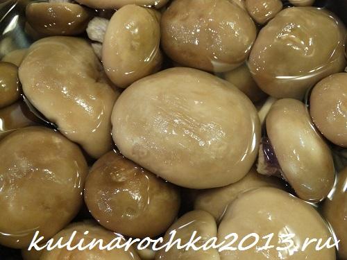 Гриб рядовка маринование. Как приготовить маринованные рядовки: