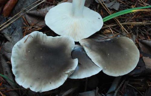 Как вкусно приготовить грибы рядовки. Основные способы соления 18