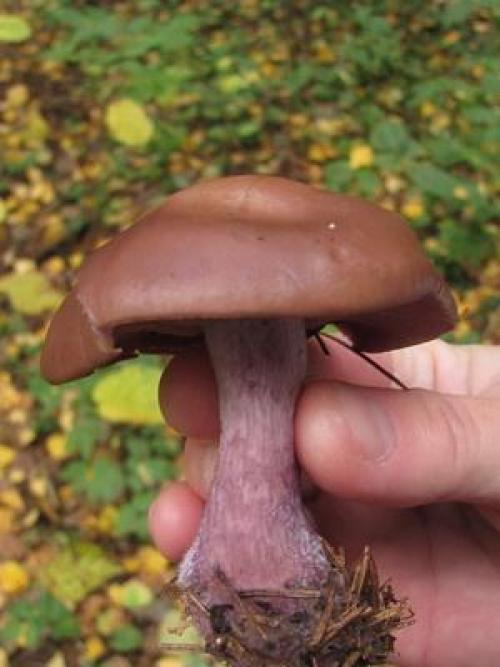 Фиолетовые рядовки. Съедобная серая рядовка: фото и описание (Tricholoma portentosum)