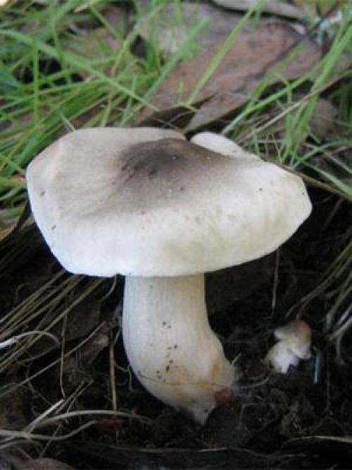 Фиолетовые рядовки. Съедобная серая рядовка: фото и описание (Tricholoma portentosum)