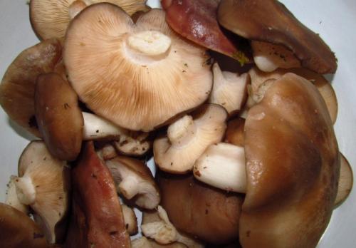 Как вкусно приготовить рядовки. Как правильно готовить рядовки: обработка, соление и маринование грибов 02