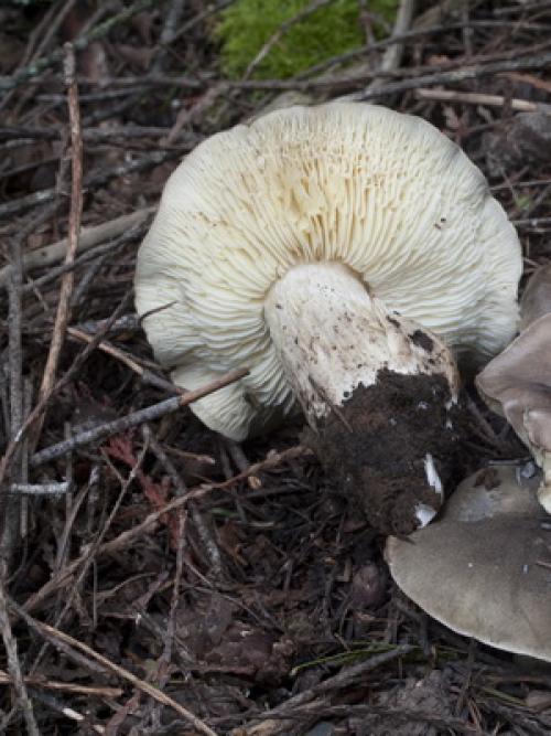 Как готовить рядовки жарить. Как правильно жарить и варить грибы 03 Как готовить рядовки жарить. Как правильно жарить и варить грибы 03