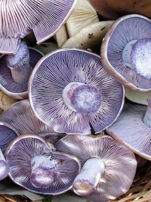 Фиолетовые рядовки. Съедобная серая рядовка: фото и описание (Tricholoma portentosum)