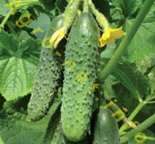 Консервируем огурцы с водкой. Навигация по записям