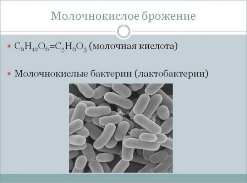 Как из кефира сделать йогурт. Йогурт в домашних условиях: Как сделать без закваски, из молока, из кефира? Приготовление йогурта — в йогуртнице, в мультиварке, без йогуртницы 16 Как из кефира сделать йогурт. Йогурт в домашних условиях: Как сделать без закваски, из молока, из кефира? Приготовление йогурта — в йогуртнице, в мультиварке, без йогуртницы 16