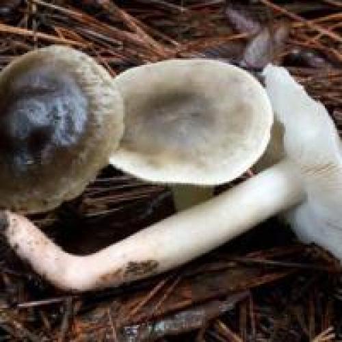 Рядовка мыльная, как готовить. Рядовка мыльная