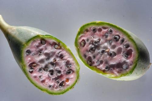 Что такое каперсы