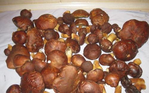 Польский гриб, как готовить на зиму. Опятам - особое внимание